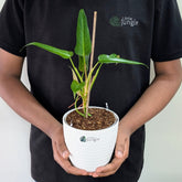 Philodendron Mexicanum, with 5.5 Inches White Decor Pot